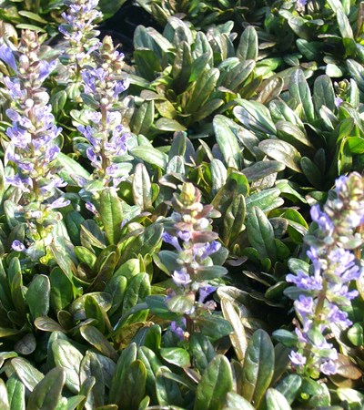Bugle Weed Chocolate Chip